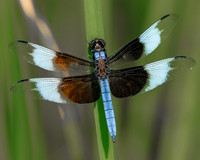 widow skimmer, male