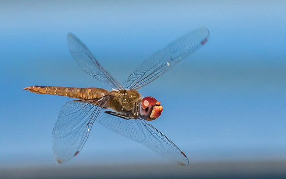 wandering glider