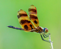 dragonflies
