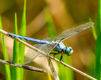 great blue skimmer, male