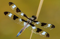 twelve-spotted skimmer, male