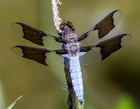 common white-tail dragonfly