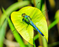 pond hawk, male