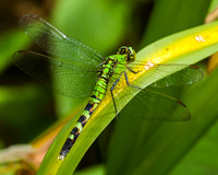 pond hawk, female