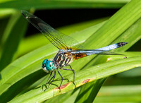 blue dasher, male