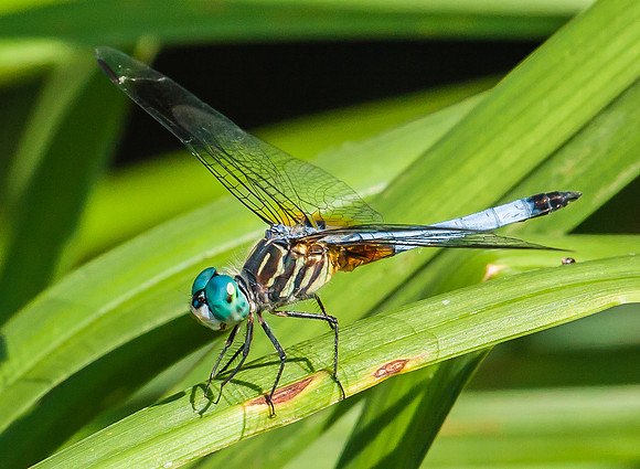 blue dasher, male