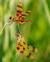 halloween pennants male and female in tandem position