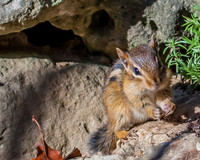 eastern chipmunk