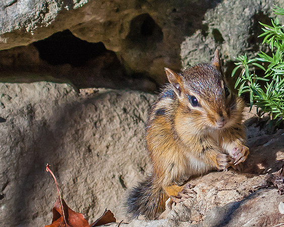 eastern chipmunk
