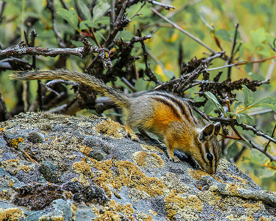 least chipmunks