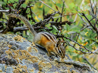 least chipmunks