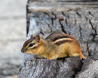 eastern chipmunk
