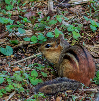 eastern chipmunk