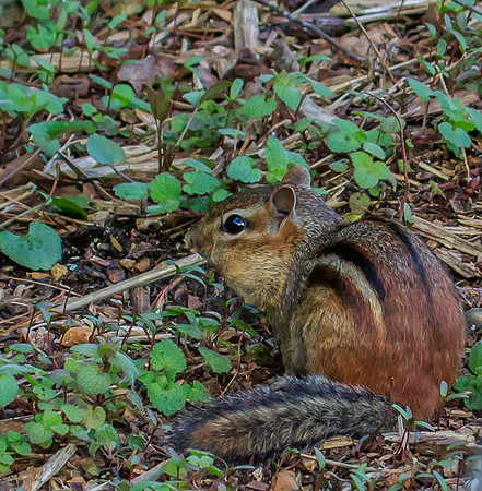 eastern chipmunk