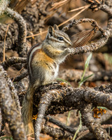 least chipmunks