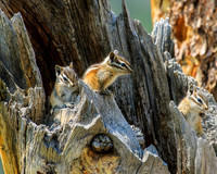 least chipmunks young, Alvin, Theodore and Simon