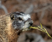 yellow-bellied marmot