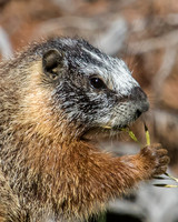 yellow-bellied marmot