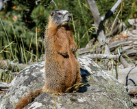 yellow-bellied marmot