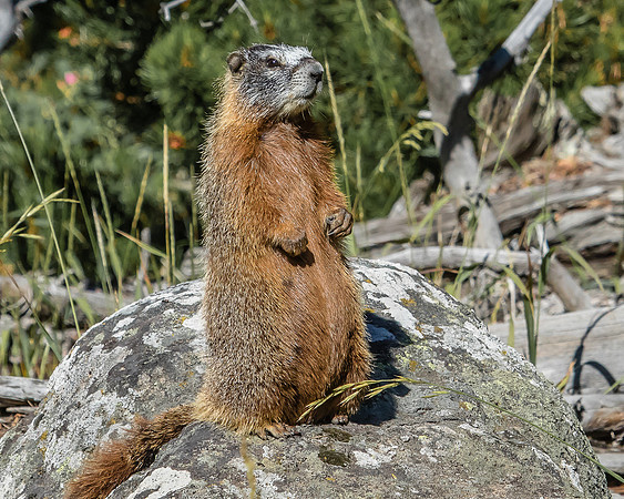 yellow-bellied marmot