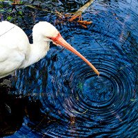 Ibis ripples, white ibis, Florida