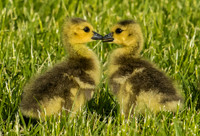 Gosling kisses, Canada goose